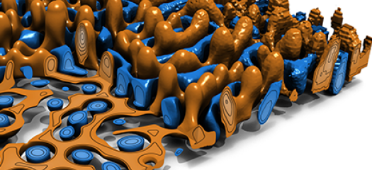 3D cutaway of orange and blue blobs